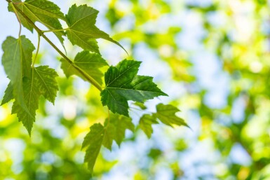 Acer rubrum 'Scanlon' hoogstam 10/12