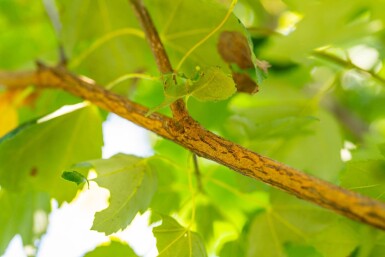 Acer rubrum 'Scanlon' hoogstam 10/12