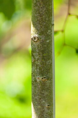 Acer rubrum 'Scanlon' hoogstam 10/12
