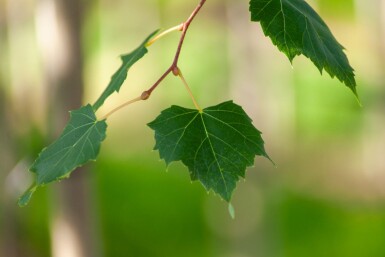 Acer rubrum 'Scanlon' hoogstam 10/12