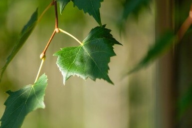 Acer rubrum 'Scanlon' hoogstam 10/12