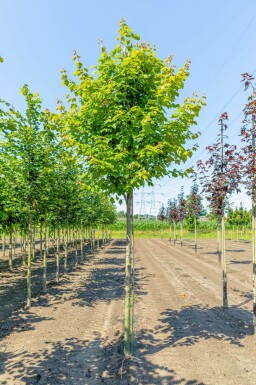 Acer rubrum 'Scanlon' hoogstam 10/12