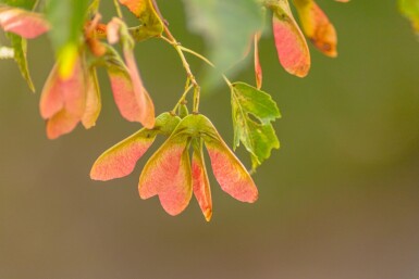 Acer rubrum 'Scanlon' hoogstam 10/12