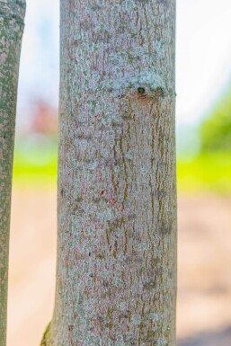 Acer rubrum 'Scanlon' hoogstam 10/12