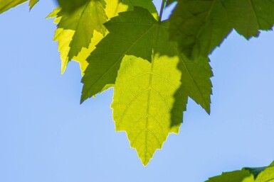 Acer rubrum 'Scanlon' hoogstam 10/12
