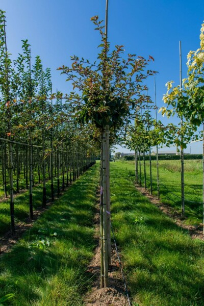 Acer rufinerve hoogstam 10/12