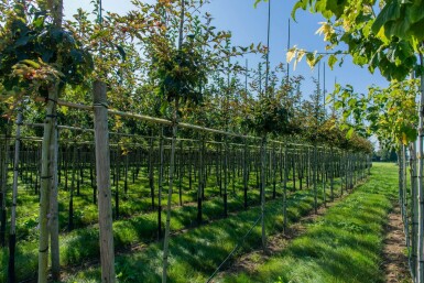 Acer rufinerve hoogstam 10/12