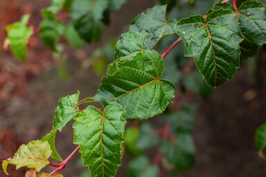 Acer rufinerve hoogstam 10/12
