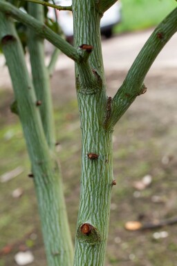 Acer rufinerve hoogstam 10/12
