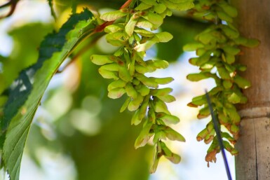 Acer rufinerve hoogstam 10/12