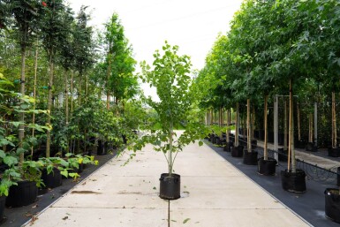 Acer rufinerve meerstammig 250-300