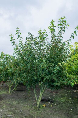 Acer rufinerve meerstammig 250-300