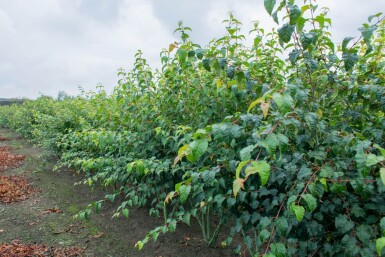 Acer rufinerve meerstammig 250-300