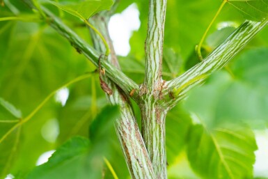 Acer rufinerve meerstammig 250-300