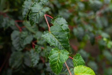 Acer rufinerve meerstammig 250-300