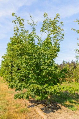 Acer rufinerve meerstammig 250-300