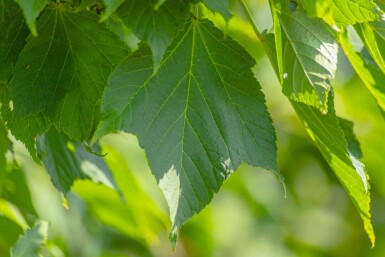 Acer rufinerve meerstammig 250-300