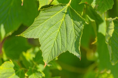 Acer rufinerve meerstammig 250-300