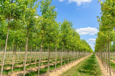 Acer saccharinum hoogstam