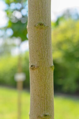 Acer saccharinum hoogstam 12/14