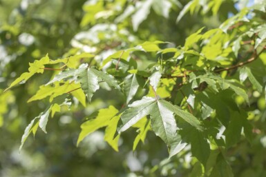 Acer saccharinum hoogstam 12/14