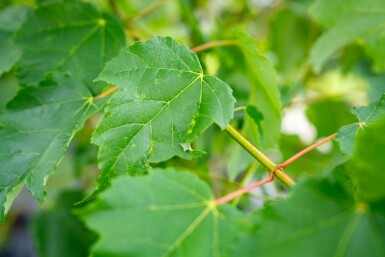 Acer saccharinum meerstammig