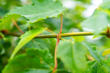 Acer saccharinum meerstammig 200-250
