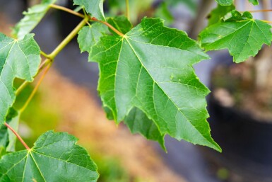 Acer saccharinum meerstammig 200-250
