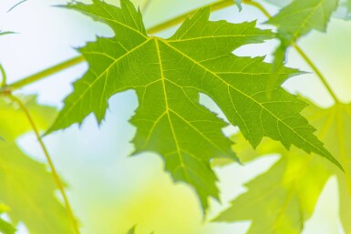 Acer saccharinum meerstammig 200-250