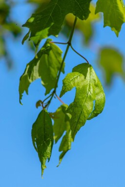 Acer saccharinum meerstammig 200-250