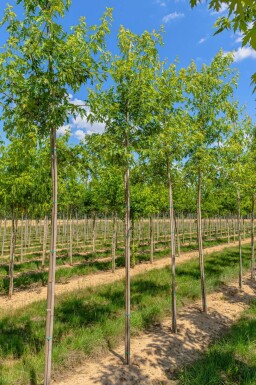 Acer saccharinum 'Laciniatum Wieri' hoogstam