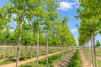 Acer saccharinum 'Laciniatum Wieri' hoogstam 16/18