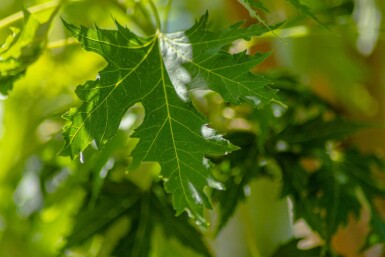 Acer saccharinum 'Laciniatum Wieri' hoogstam 16/18