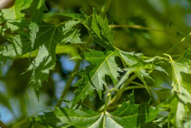 Acer saccharinum 'Laciniatum Wieri' hoogstam 16/18