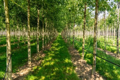Acer saccharinum 'Laciniatum Wieri' hoogstam 16/18