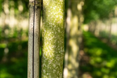 Acer saccharinum 'Laciniatum Wieri' hoogstam 16/18