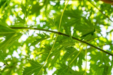 Acer saccharinum 'Laciniatum Wieri' hoogstam 16/18