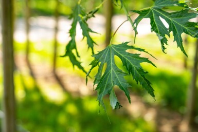 Acer saccharinum 'Laciniatum Wieri' hoogstam 16/18