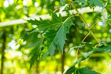 Acer saccharinum 'Laciniatum Wieri' hoogstam 16/18