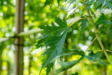 Acer saccharinum 'Laciniatum Wieri' hoogstam 16/18