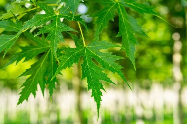 Acer saccharinum 'Laciniatum Wieri' hoogstam 16/18