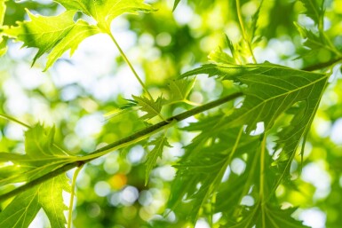 Acer saccharinum 'Laciniatum Wieri' hoogstam 16/18