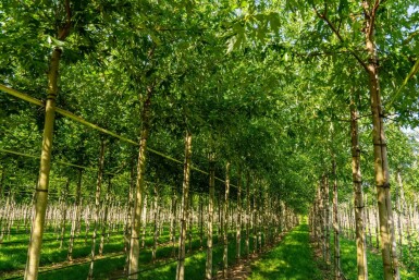 Acer saccharinum 'Laciniatum Wieri' hoogstam 16/18
