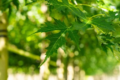 Acer saccharinum 'Laciniatum Wieri' hoogstam 16/18
