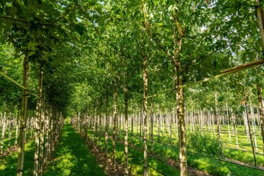 Acer saccharinum 'Laciniatum Wieri' hoogstam 16/18