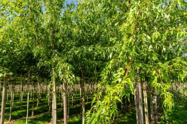 Acer saccharinum 'Laciniatum Wieri' hoogstam 16/18
