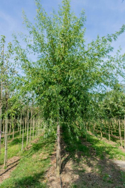 Acer saccharum hoogstam 10/12