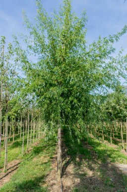 Acer saccharum hoogstam