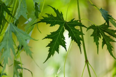 Acer saccharum hoogstam 10/12