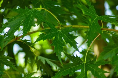 Acer saccharum hoogstam 10/12